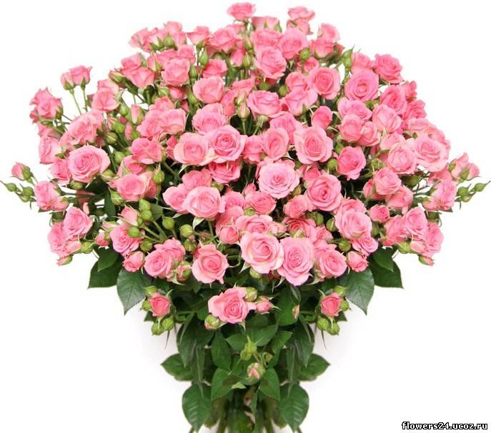 http://flowers24.ucoz.ru/_ph/5/490627604.jpg